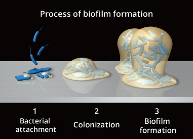Figure : Process Image of Biofilm Formation：1. Bacterial attachment,2. Colonization,3. Biofilm formation