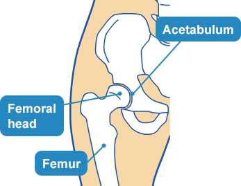 The structure of the hip joint