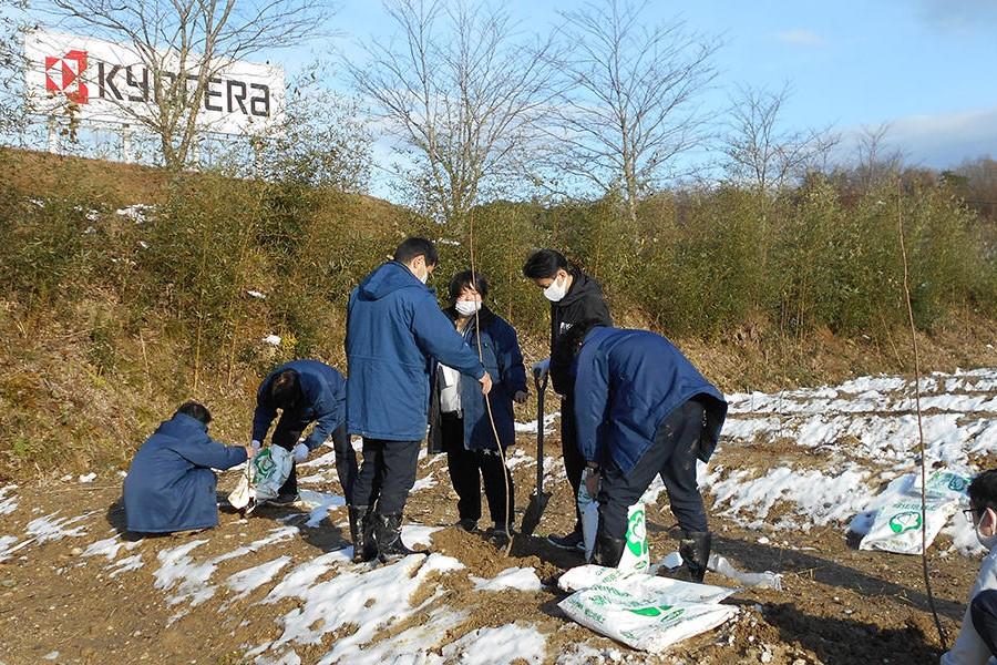 Tree planting (Tanba chestnut)