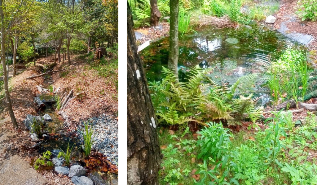 images: Biotope (streams and thickets)