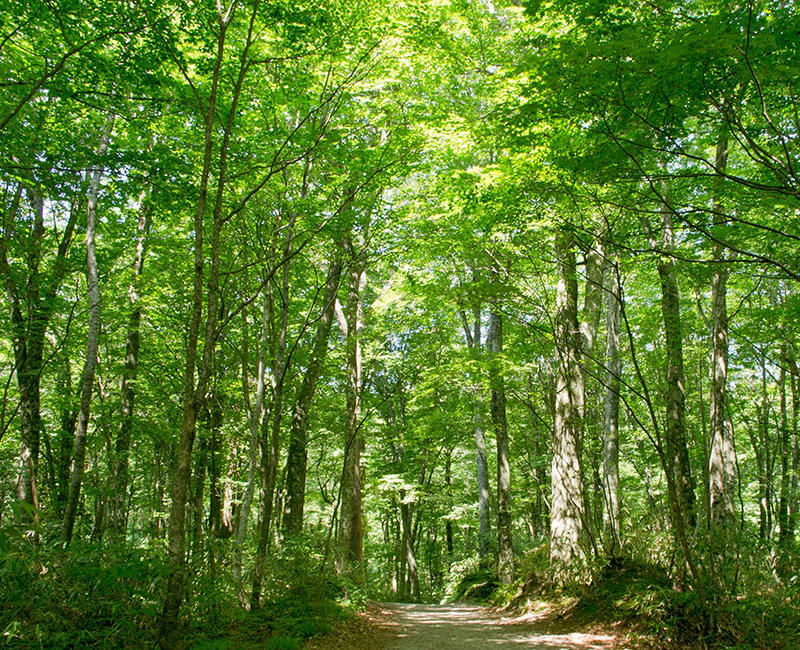 Environmental Activities